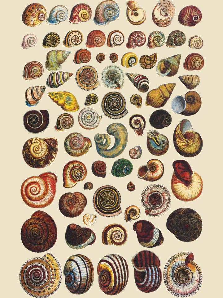 Postcard Land, Freshwater and Sea Shells (153443) for wholesale by The Knowledge of Things by Catch Publishing