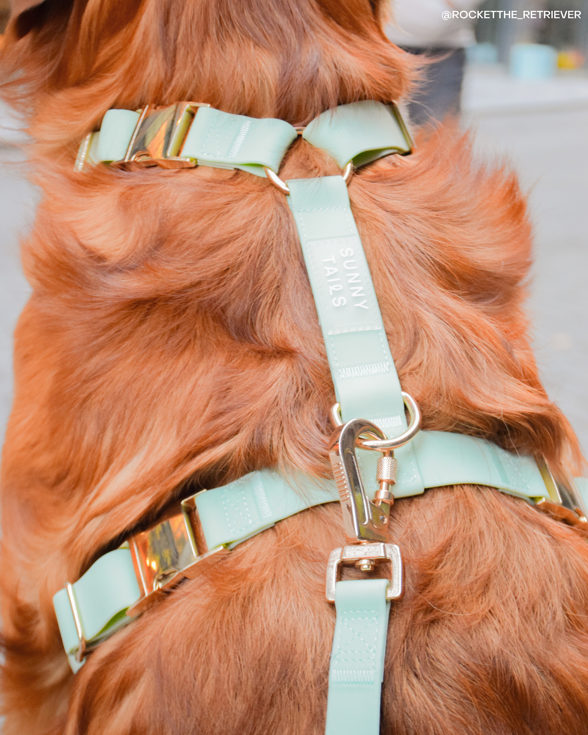 SUNNY TAILS - Wholesale Pet Harness - Dog - Pistachio Green Cloud Lite Dog Harness3