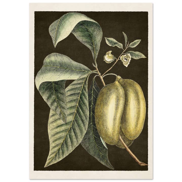 Paw paw for wholesale by Maison de Paloma