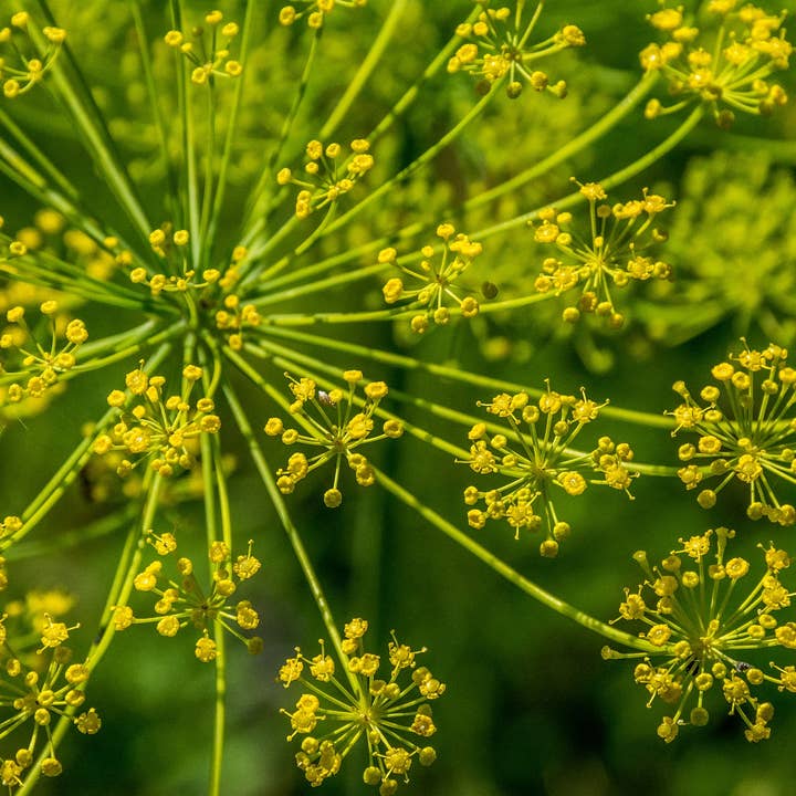 Decker Rd. Seeds - Wholesale Plant Seeds - Fennel Seeds4