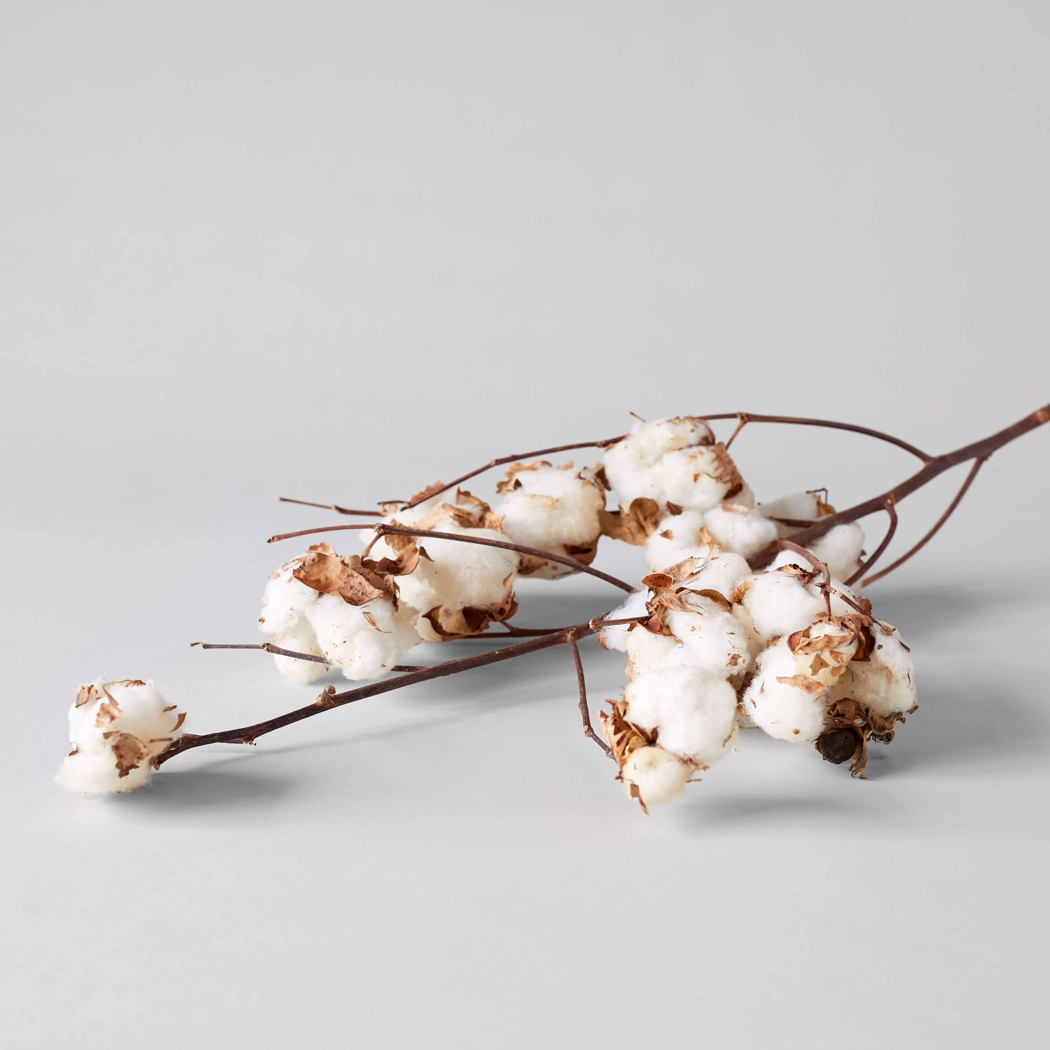 Bloomist - Wholesale Dried/Pressed Flowers - Cotton Stalk2
