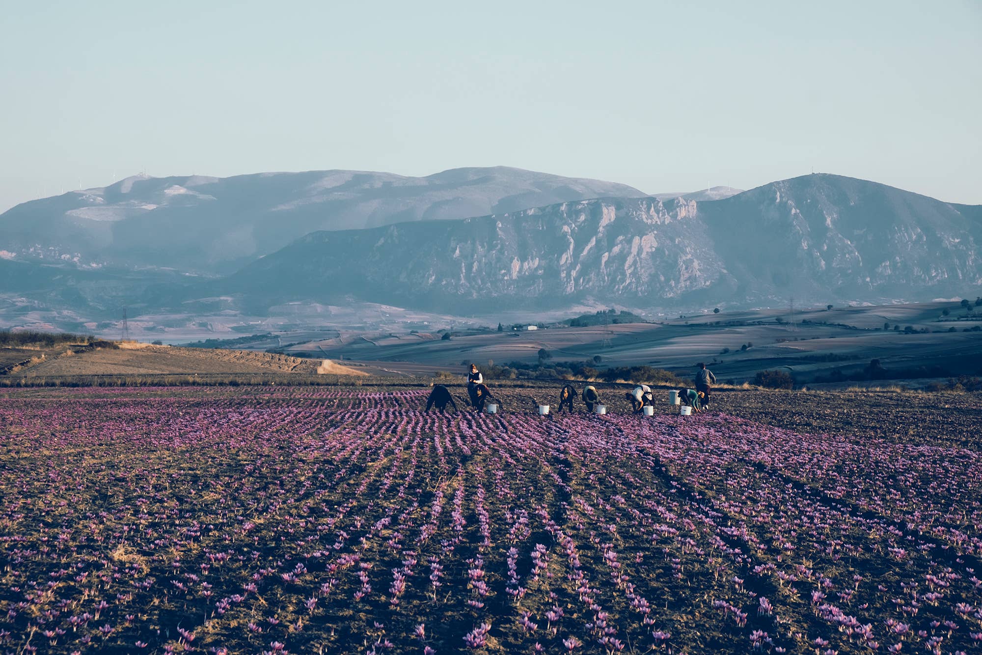 Daphnis and Chloe - Wholesale Dried Spice - Saffron from Kozani3
