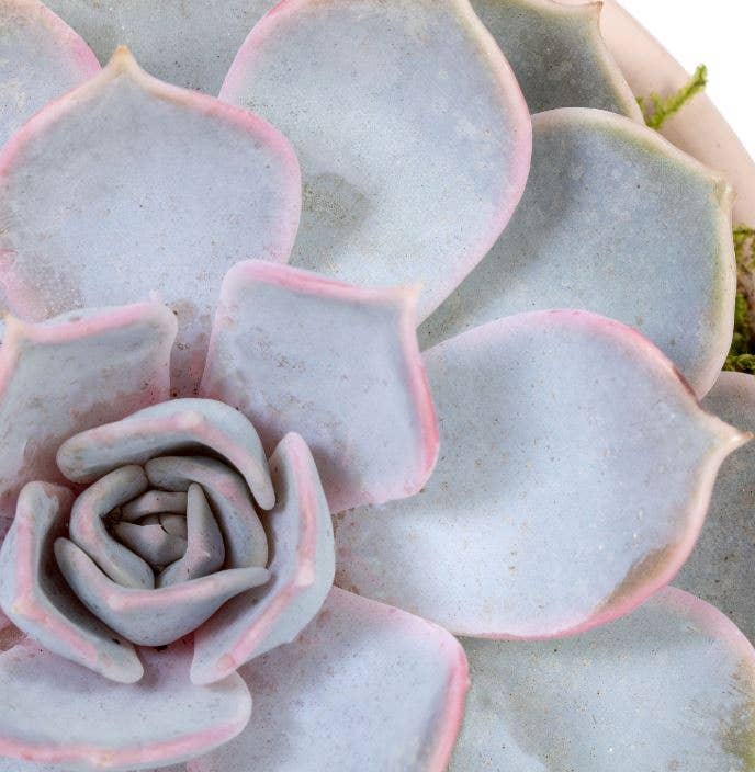 The Little Botanical – wholesale Succulent – Lilacina13