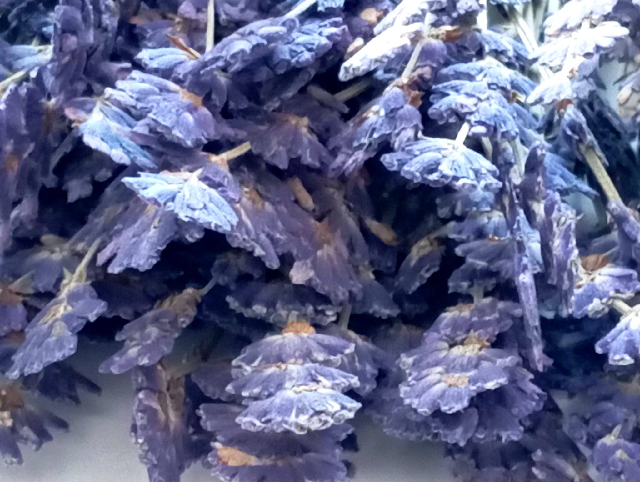 DECORER - Wholesale Scrapbooking Kit - Pressed - Lavender Flowers -set of 25-30 lavender stems 1