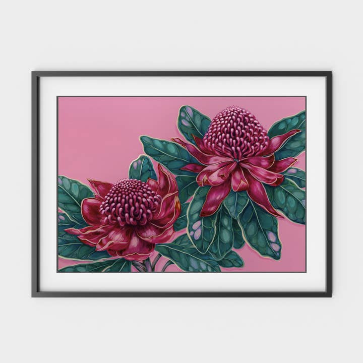 Waratah Dreams A4 art print for wholesale by Jess Hutchison Art
