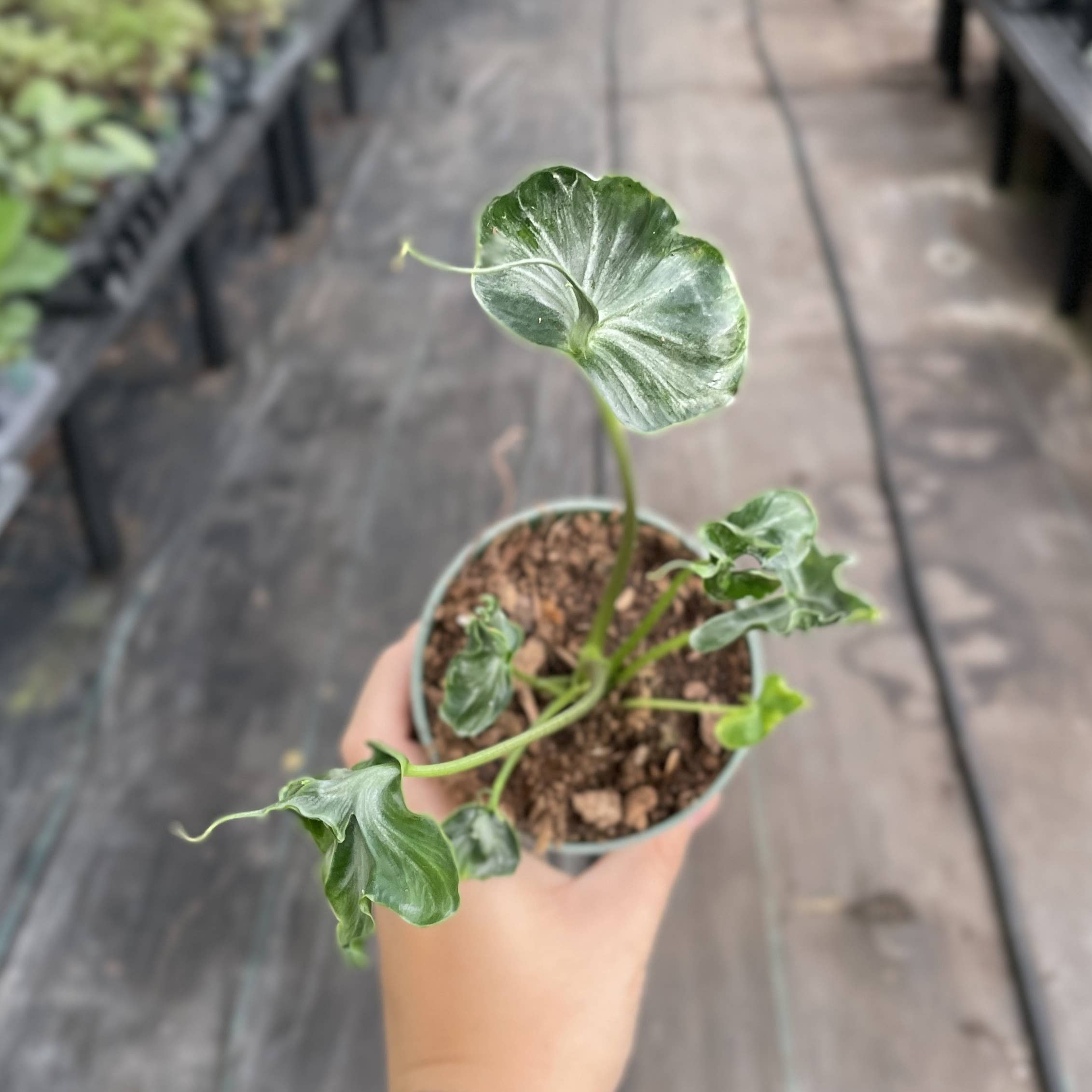 Thorsen's Greenhouse - Wholesale Live Plant - Alocasia Teletubbie - 4" Live Plant - RARE1