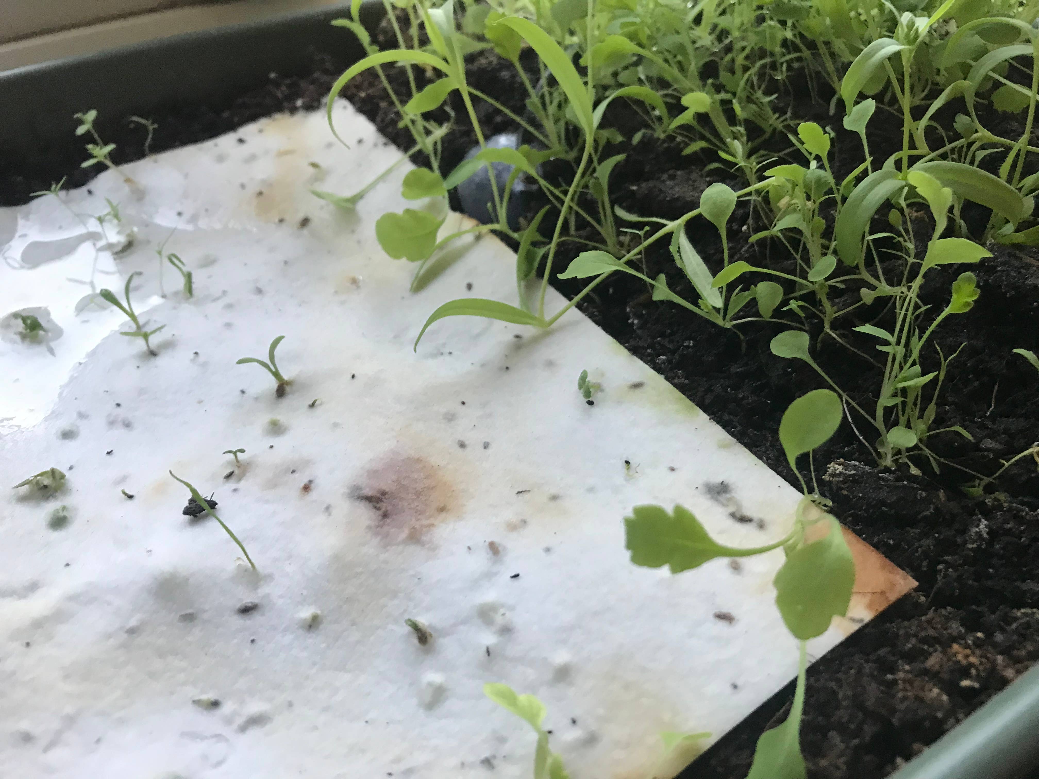 Erika's Whimsical Art – wholesale Love card – Plantable  Seed Paper Floral Heart Card11