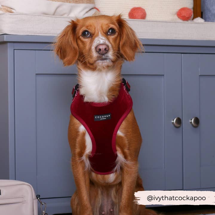 Cocopup London - Wholesale Pet Harness - Dog - LUXE Velvet Adjustable Neck Harness - Berry Red18