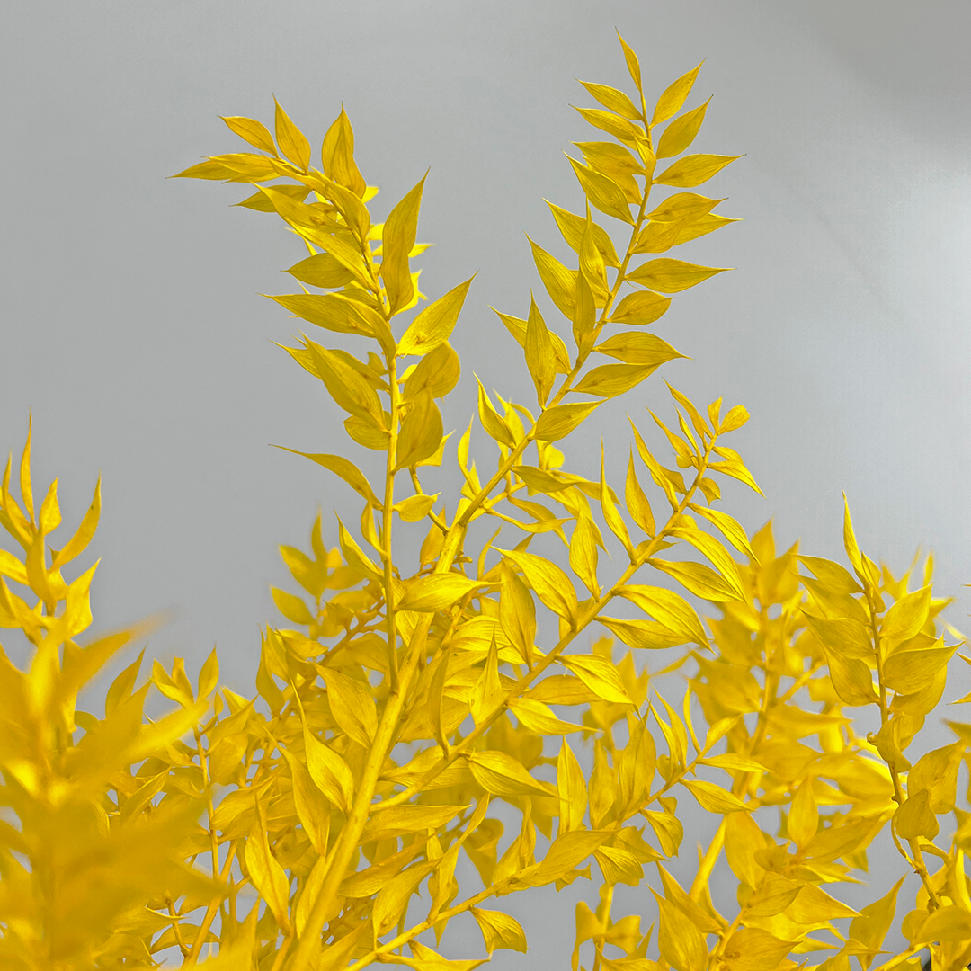 2626 Designs - Vendita all'ingrosso Piante artificiali - Ruscus conservato lungo 56-61 cm10