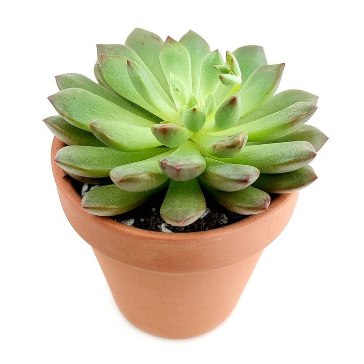 Best Plant Friend - Wholesale Succulent - Graptoveria Bashful 2in/4in - Colorful Rosette Succulent4