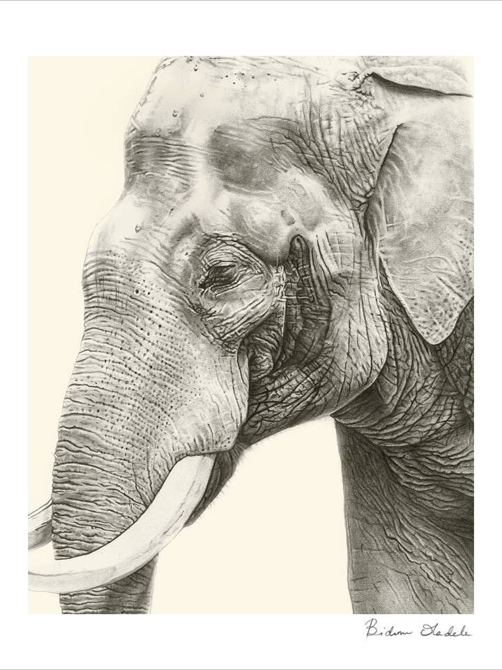 Fine Art Print - Elephant "How Majestic You Are" for wholesale by Bidemio Studio