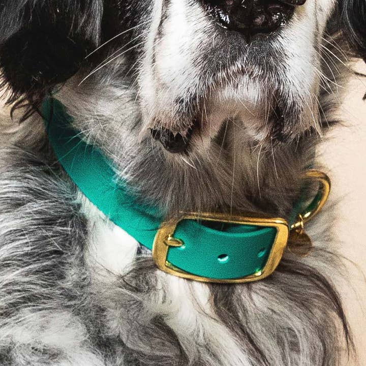 De avonturier hondenhalsband - pauwblauw voor wholesale door Fidèle Paris