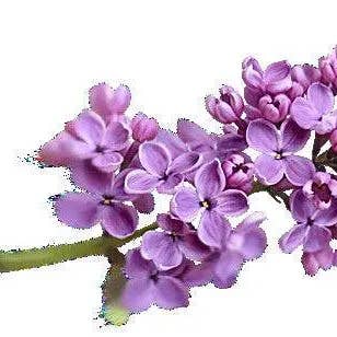 Incense Sticks - Lavender - Pack of 10 for wholesale by Arômes & Évasions