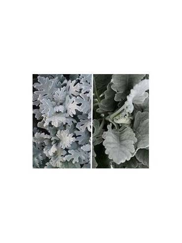 Dusty Miller 5 / 10 / 15 / 20 bunches for wholesale by Florasource
