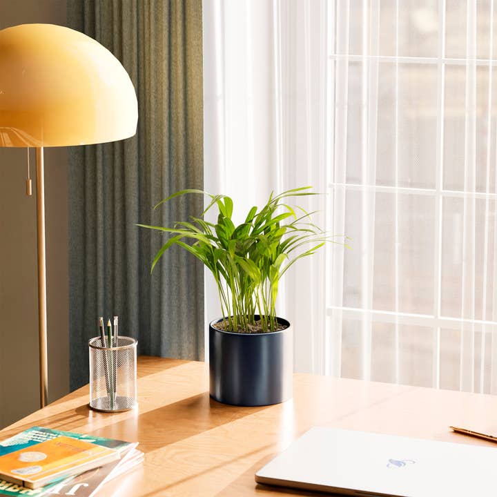 Lively Root - Wholesale Live Plant - Areca Palm Indoor Tree24