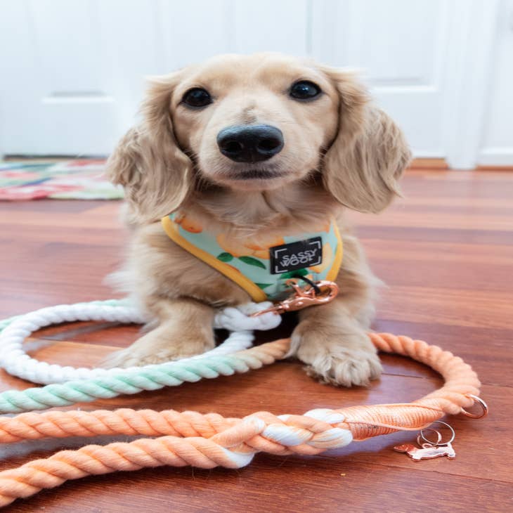 Wholesale Dog Rope Leash - Honeydew for your store - Faire