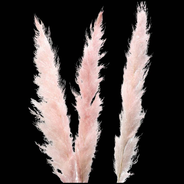 Botanico Ltd. - Wholesale Dried/pressed flowers - Pampas Grass11