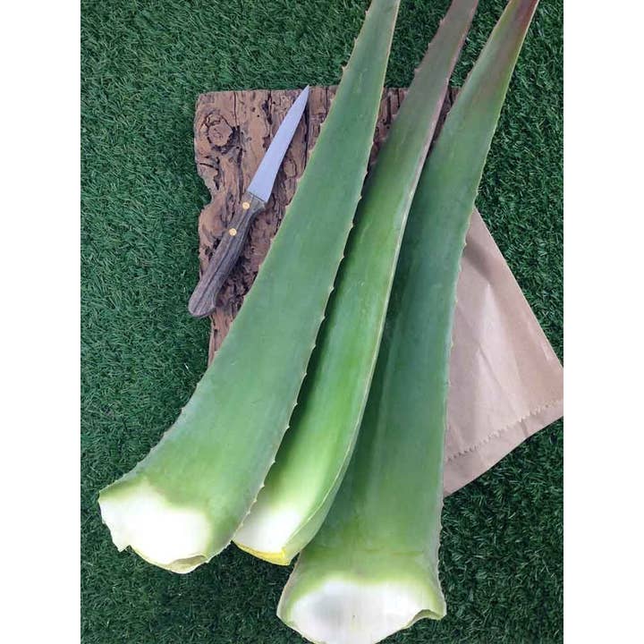 Erbe di Mauro - Venta al por mayor Espráis/cremas de aloe - Hojas frescas de Aloe Vera 500g