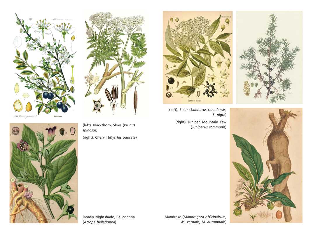 Simon & Schuster - Wholesale Body, Mind & Spirit - Sacred Herbs of Samhain by Ellen Evert Hopman2