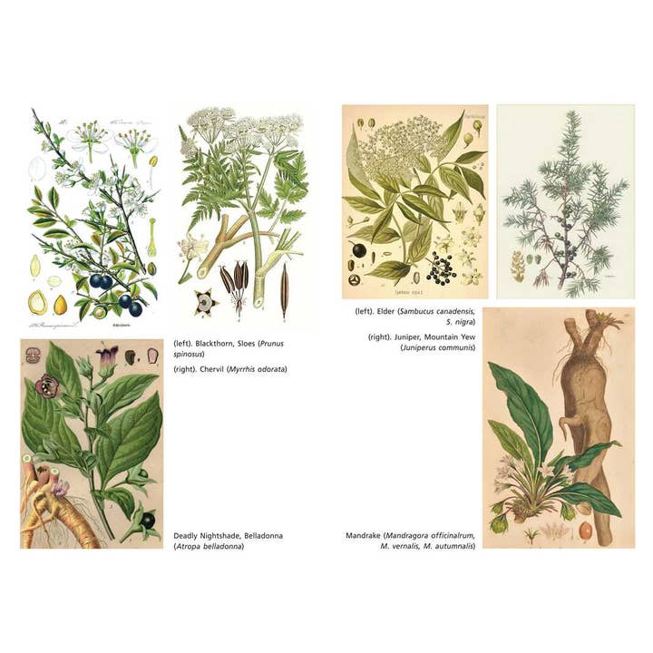 Simon & Schuster - Wholesale Body, Mind & Spirit - Sacred Herbs of Samhain by Ellen Evert Hopman2