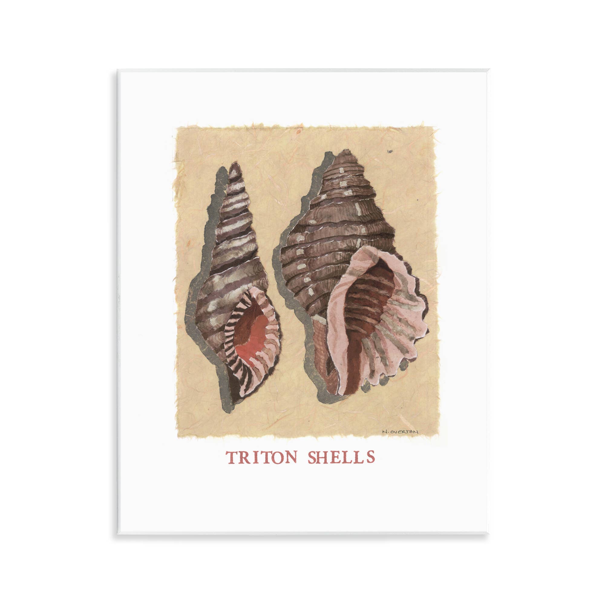 Stupell Industries - Wholesale Wall Sign - Triton Shell Pair - Unframed Wall Art0
