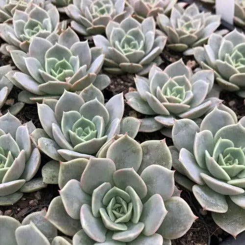 Best Plant Friend - Wholesale Succulent - Echeveria Fury Beautiful Rossette Succulent 2in/ 4in2