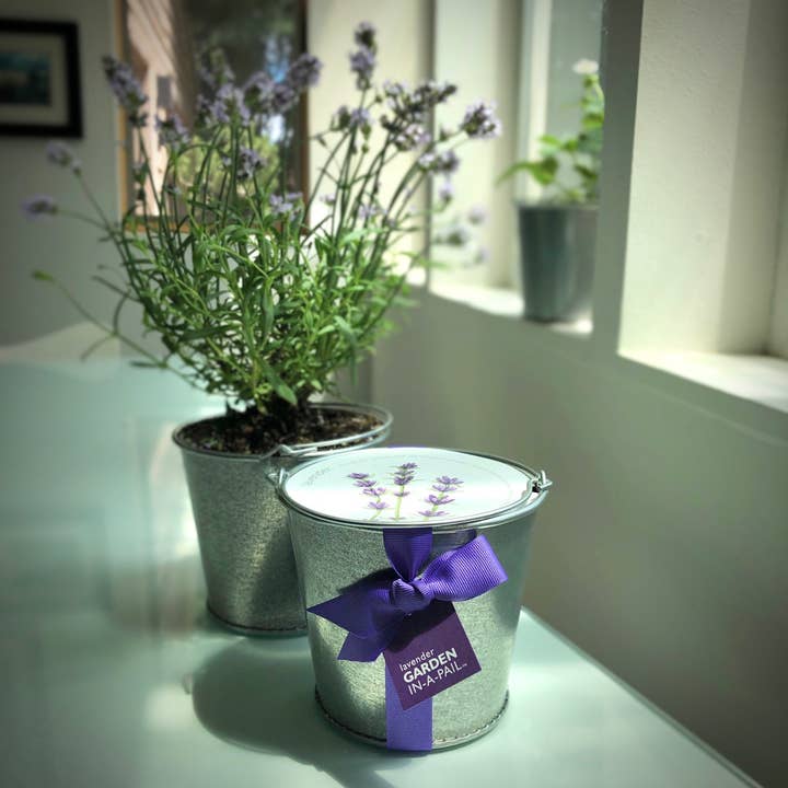Potting Shed Creations, Ltd. - Wholesale Plant Seeds - Garden in a Pail | Lavender0
