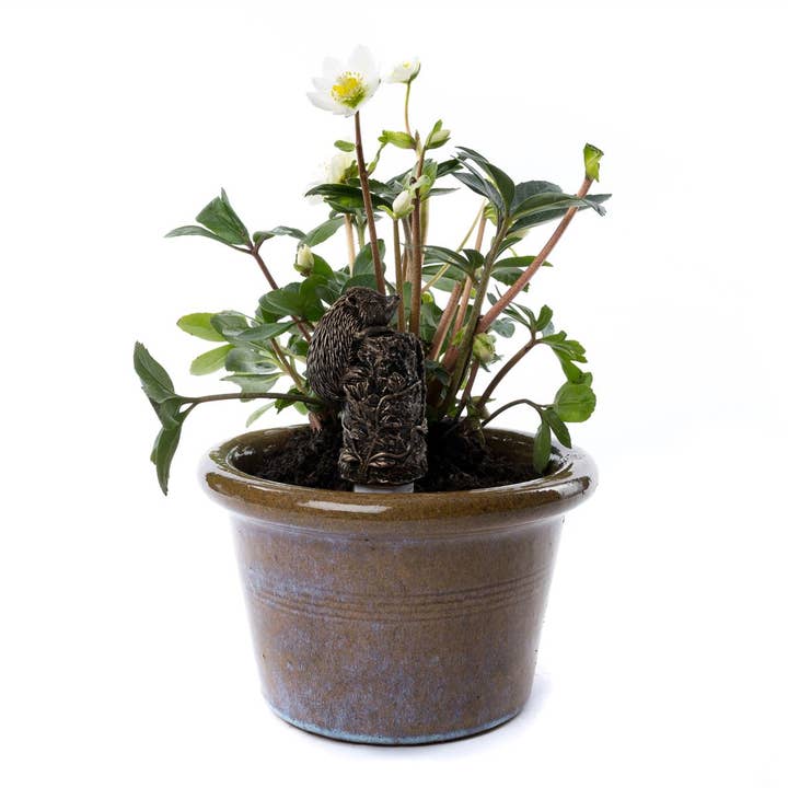 Jardinopia UK – wholesale Bird feeder – Hedgehog Plant Drip Feeder Cover & Feed2