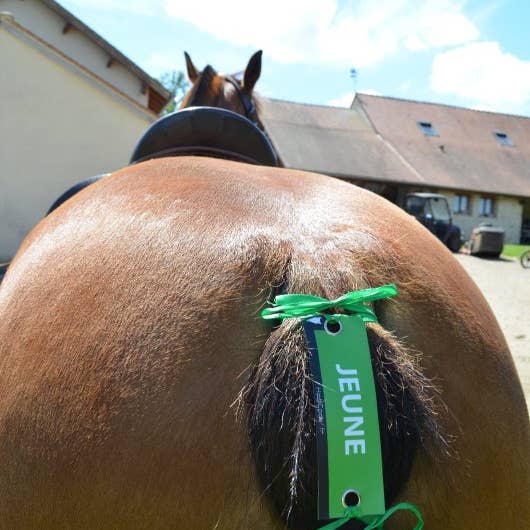 HippiCode® YOUNG Carnations for wholesale by AniCode