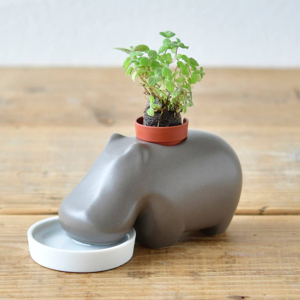 Noted - Wholesale Plant Pot - Hippoplant1