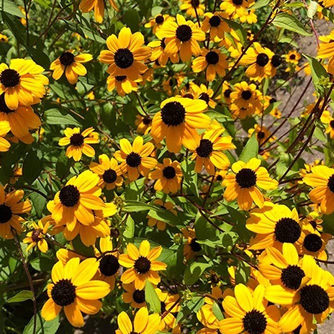 GardenPerspective – wholesale Levande växt – 5 Brunögda Susan - Rudbeckia Triloba flerårig barrot