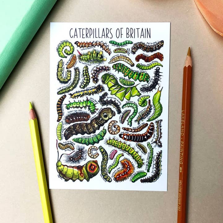 Caterpillars of Britain Art Blank Postcard for wholesale by Alexia Claire Ltd
