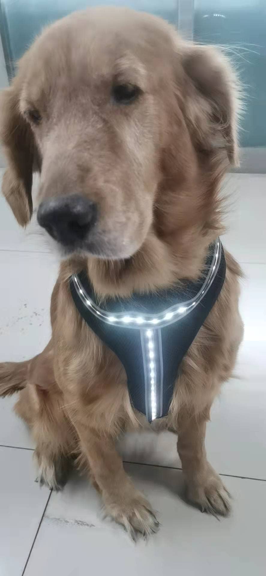 DC's LED's – wholesale Pet collar – Dog – Pet Flashlight1