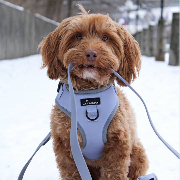 Cavology - Wholesale Pet Harness - Dog - DOG ADJUSTABLE HARNESS ASSORTED PACK 3