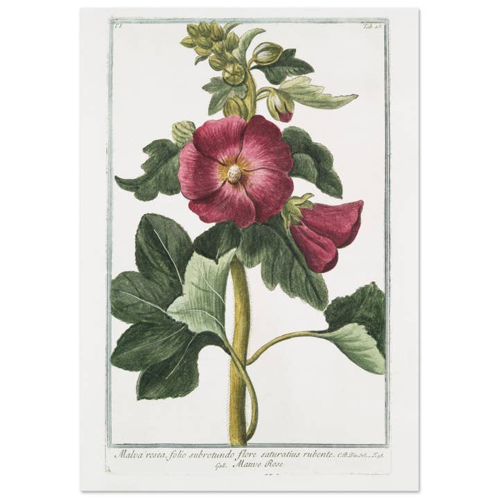 Malva rossa folio sub-rotundo flore saturado vermelho por atacado de Maison de Paloma