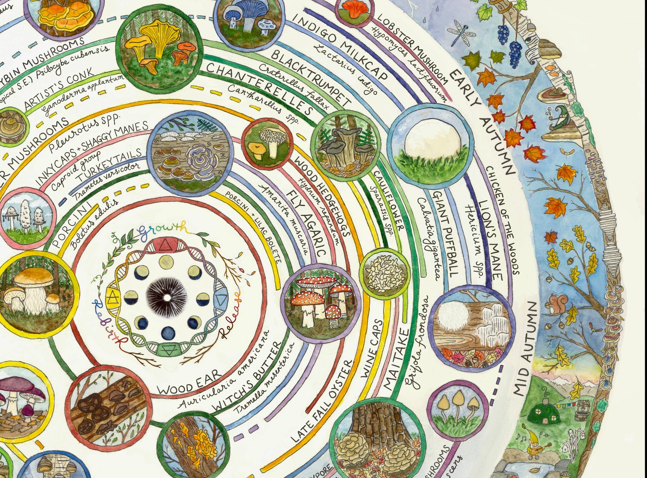 Heart of the Earth Arts - Vente Calendrier - Calendrier de cueillette de champignons | Guide des champignons comestibles et médicinaux3