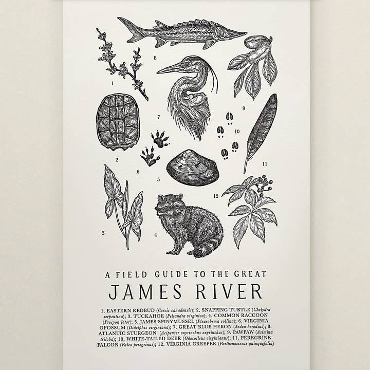 James River Field Guide Letterpress Print for wholesale by The Wild Wander