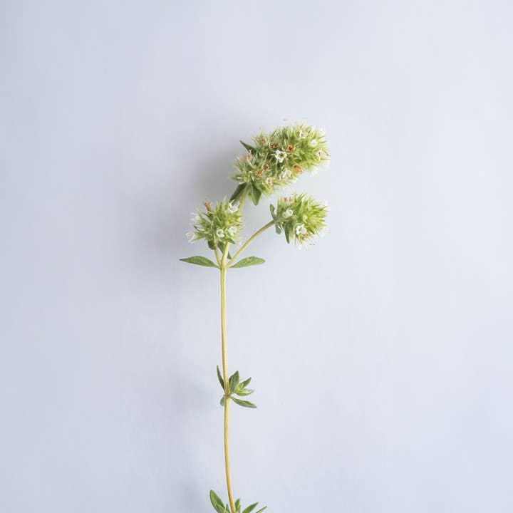 Be Aromatic - Wholesale Herbs - Organic seasoning - Thyme Bela Luz1