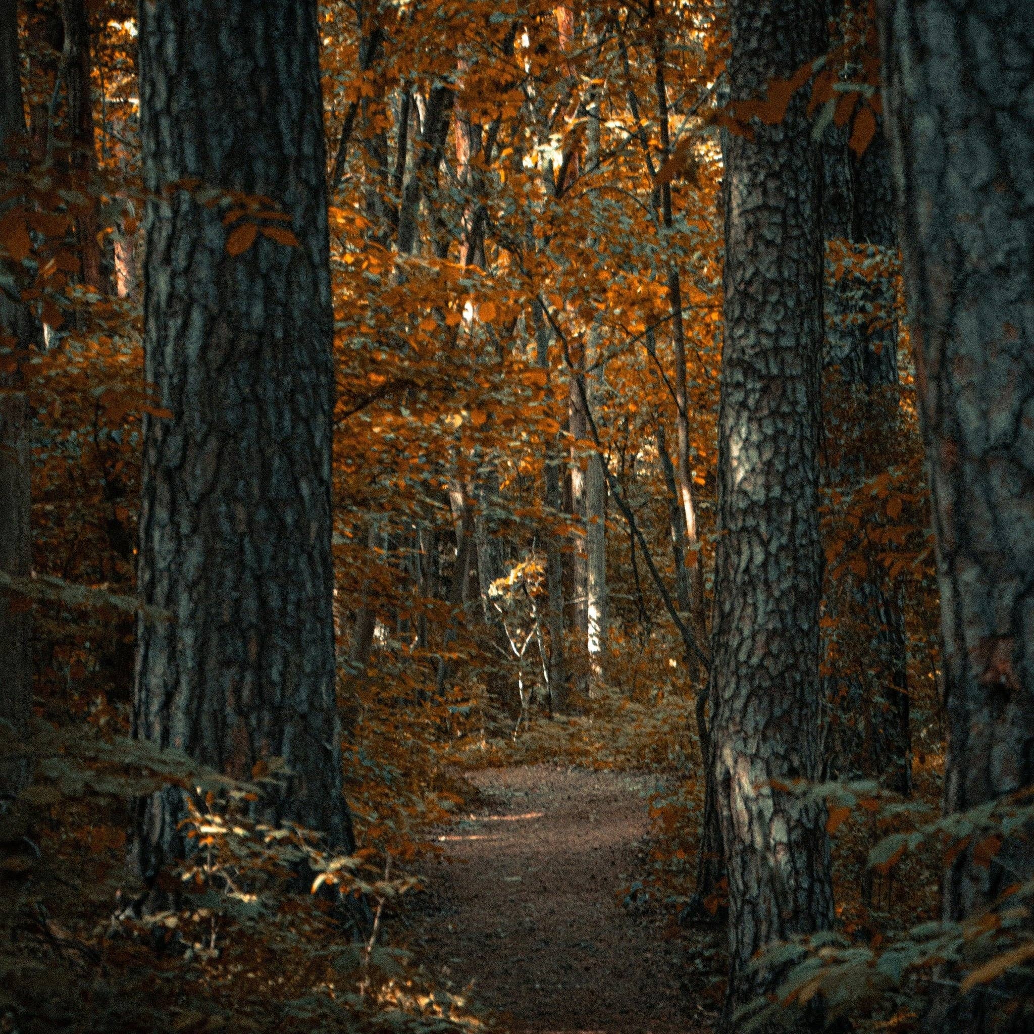 Three More Days Collection – Engroshandel Glaslys – EFTERÅRSHIMMEL: GARDENIA /SOLBÆR/YLANG-YLANG/PATCHOULI/TRØFFEL/ HVIDT MOSKUS RAVLYS 200G1
