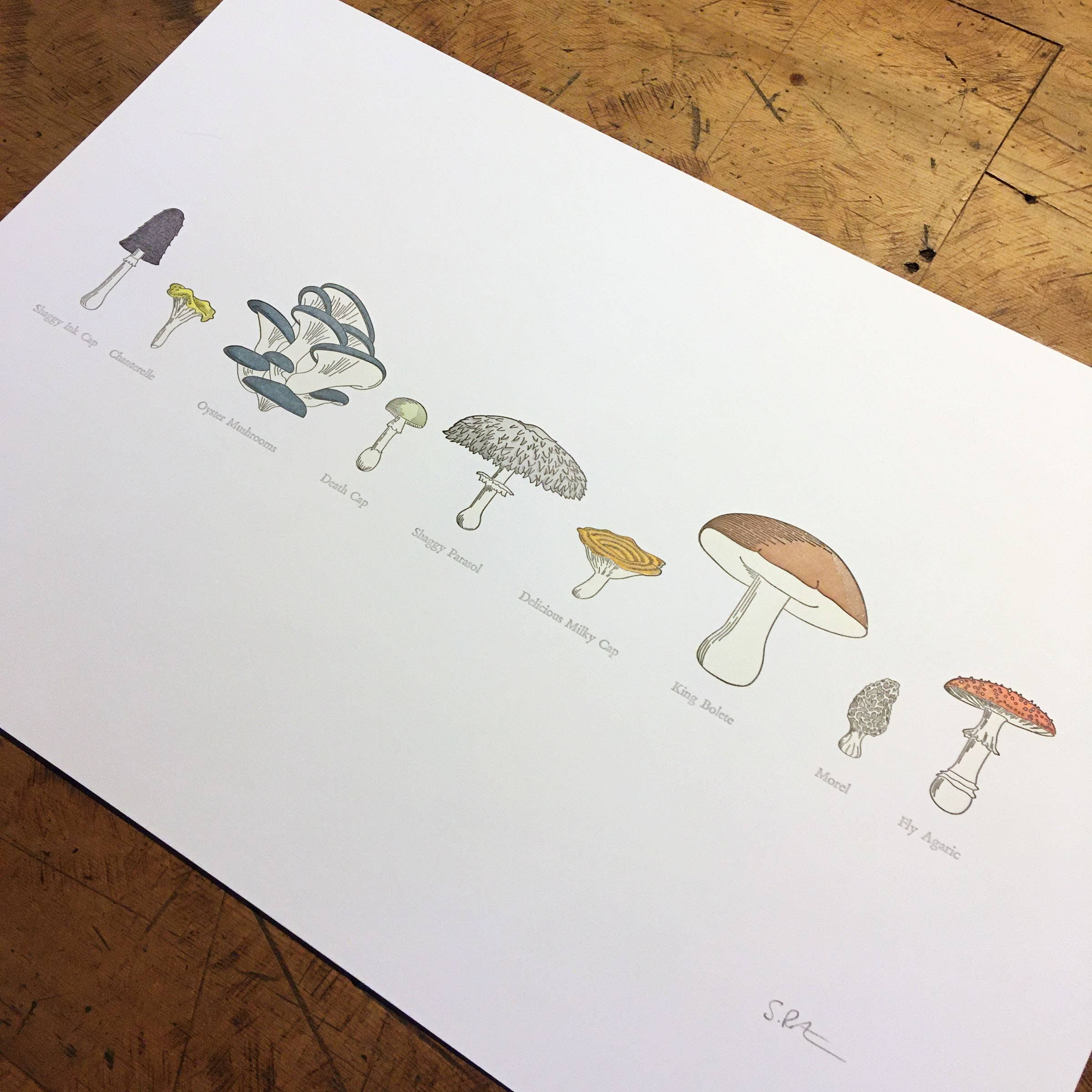 Green Bird Press – wholesale Art print – A Few Mushrooms Letterpress Print - 12" x 18"1