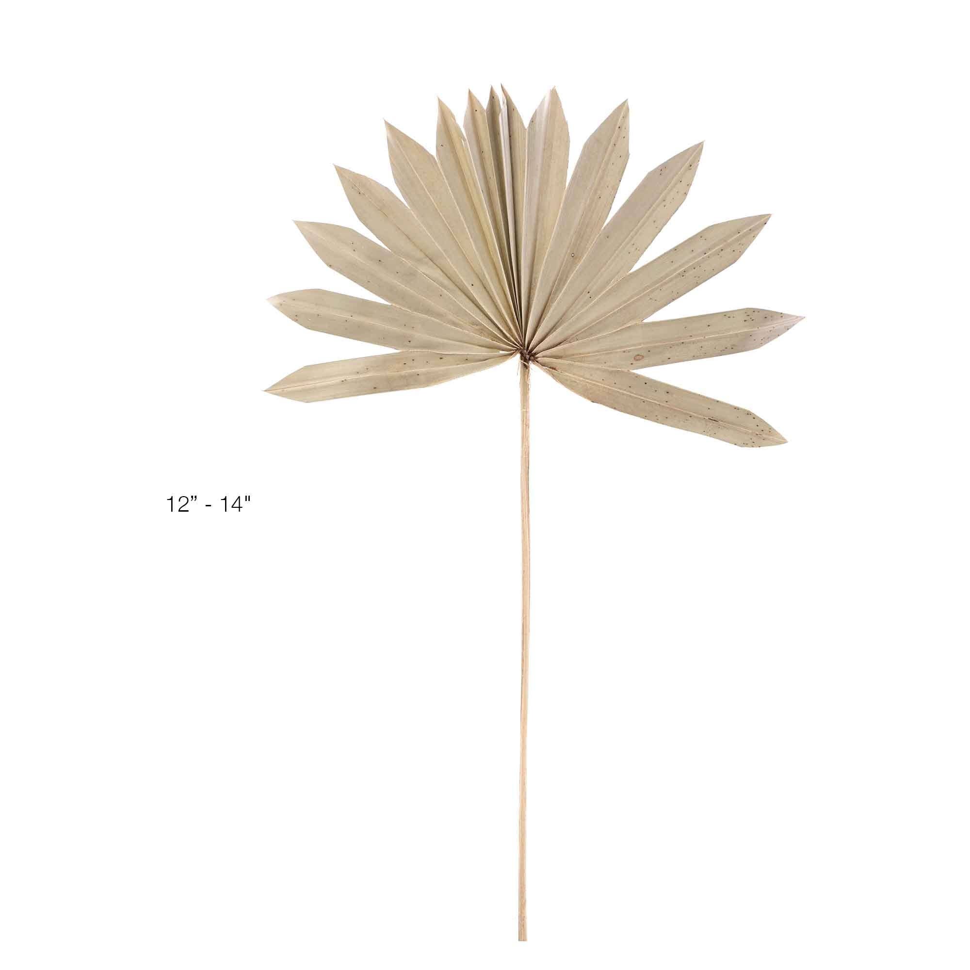 Portofino International Trading, USA - Wholesale Dried/Pressed Flowers - Dried Palm Leaf Fan - 14“2