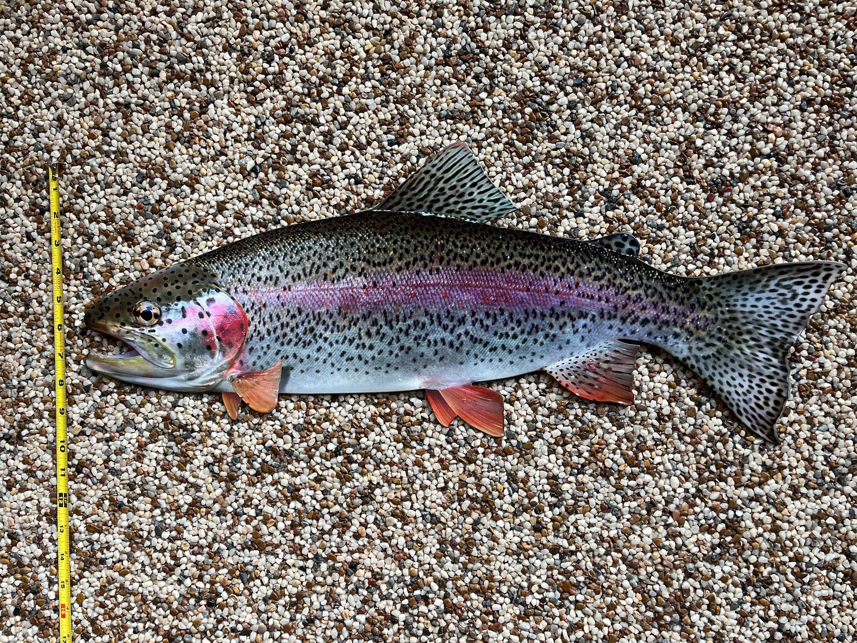 Reelistic Replicas - Wholesale Wall Accent - 26-Inch Realistic Rainbow Trout Wall Accent Art3