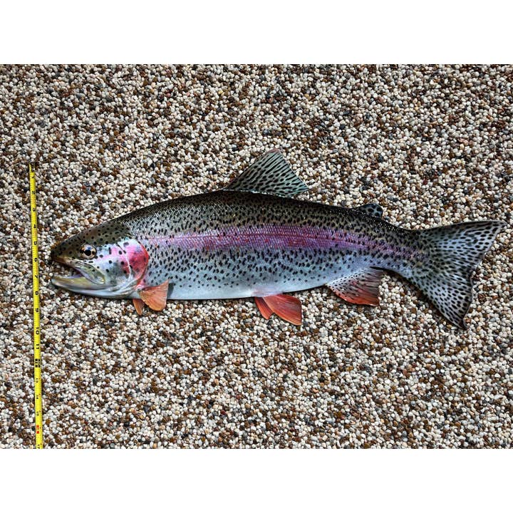 Reelistic Replicas - Wholesale Wall Accent - 26-Inch Realistic Rainbow Trout Wall Accent Art3