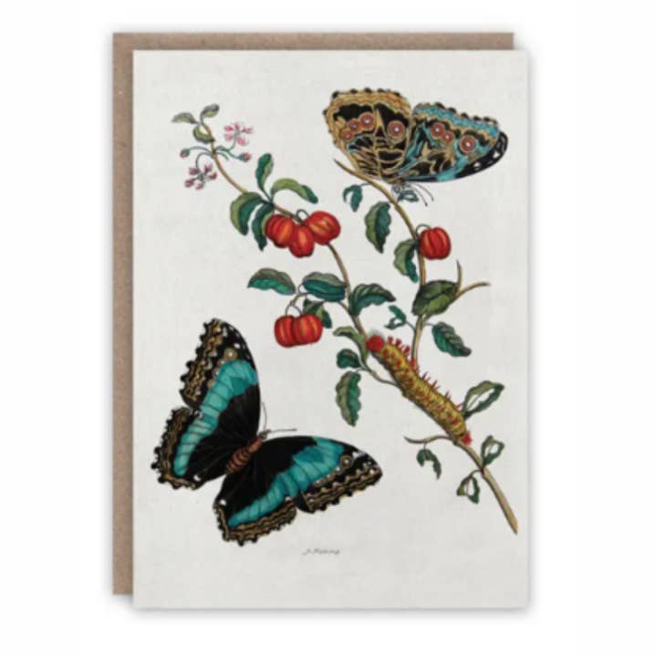 Carta di Bruco e Farfalle per la vendita all'ingrosso da parte di ikonink