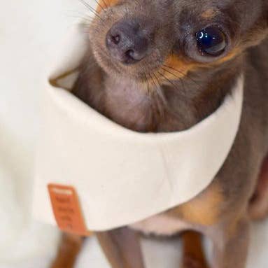 Bandana Premium | Sciarpa per cani | Bandana in cotone biologico per la vendita all'ingrosso da parte di BLUE FEATHER BY PAT