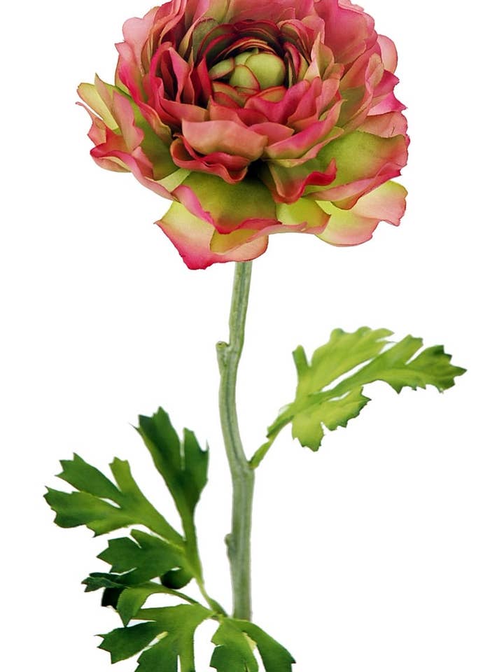 Ranunculus X1 Mauve 50 cm (10 cm) voor wholesale door Aguilar Málaga