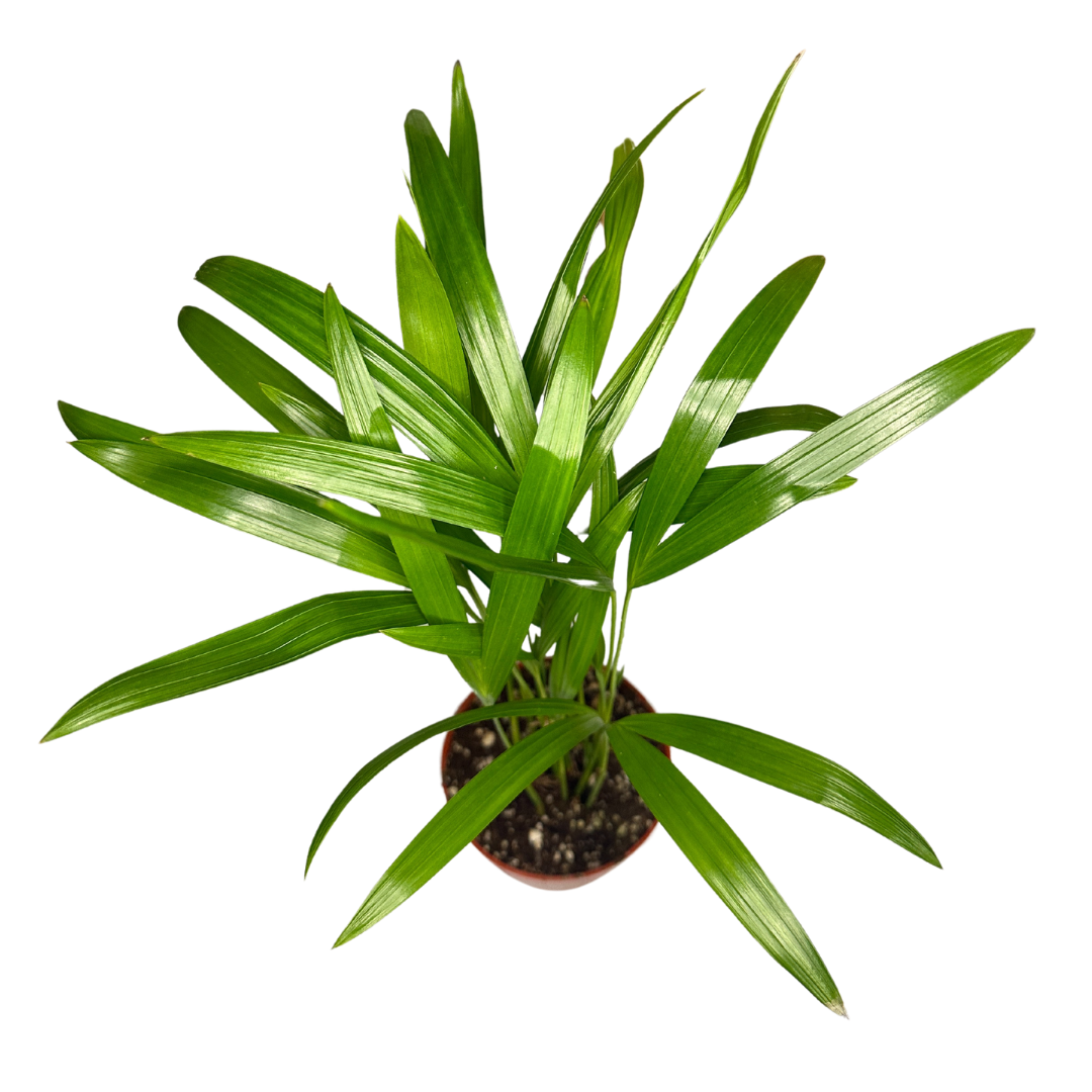 Flow State - Vente Plante - Palmier d'arec de 4 po - Dypsis Lutescens2
