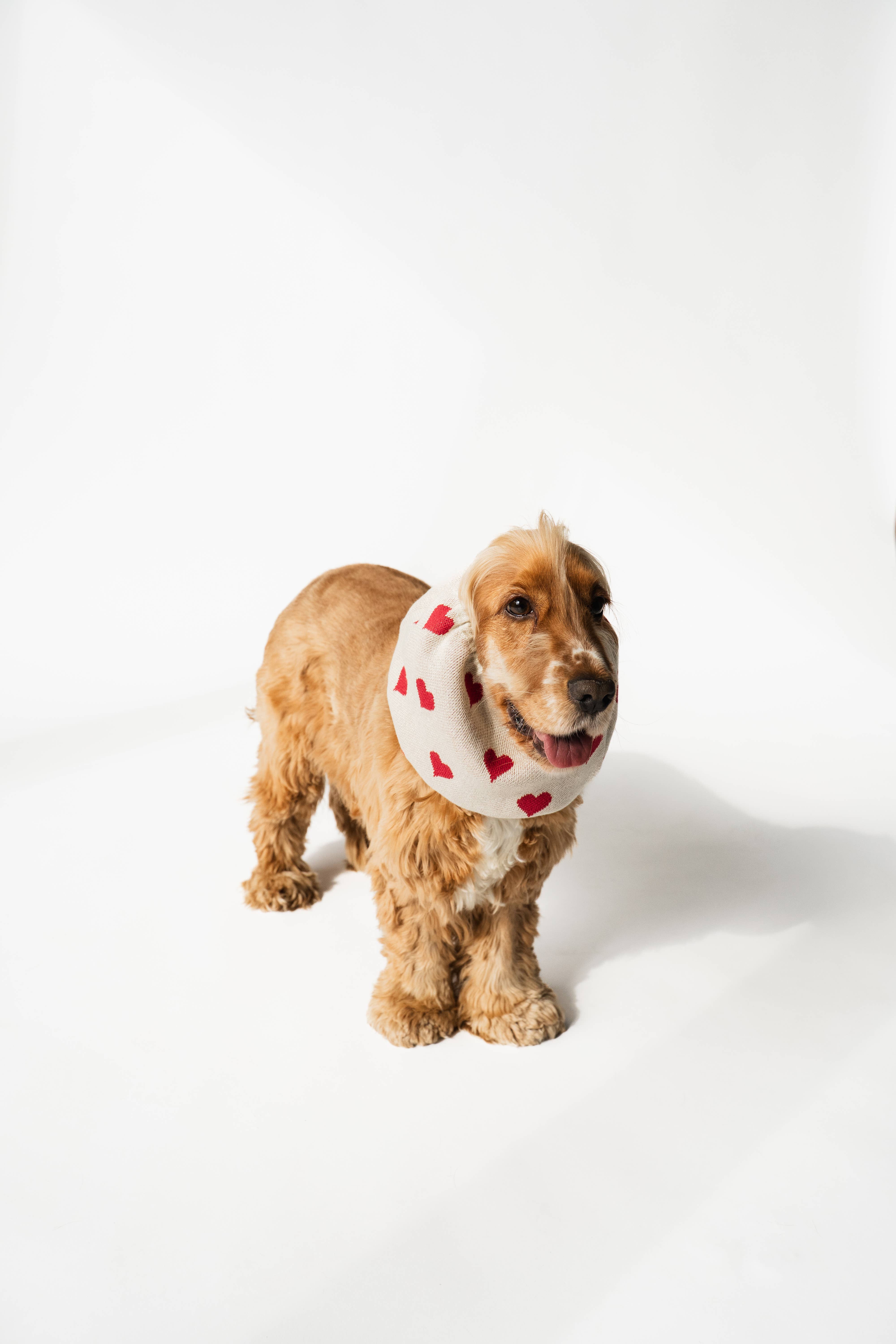 Lou and co. - Wholesale Pet Snood - Dog - Knitted Dog Snood Hearts