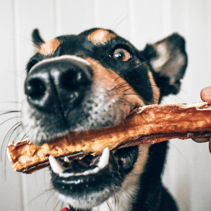 Rover Pet Products - Wholesale Pet treats – Dog - Don't Go Swimmin - Shark Cartilage2