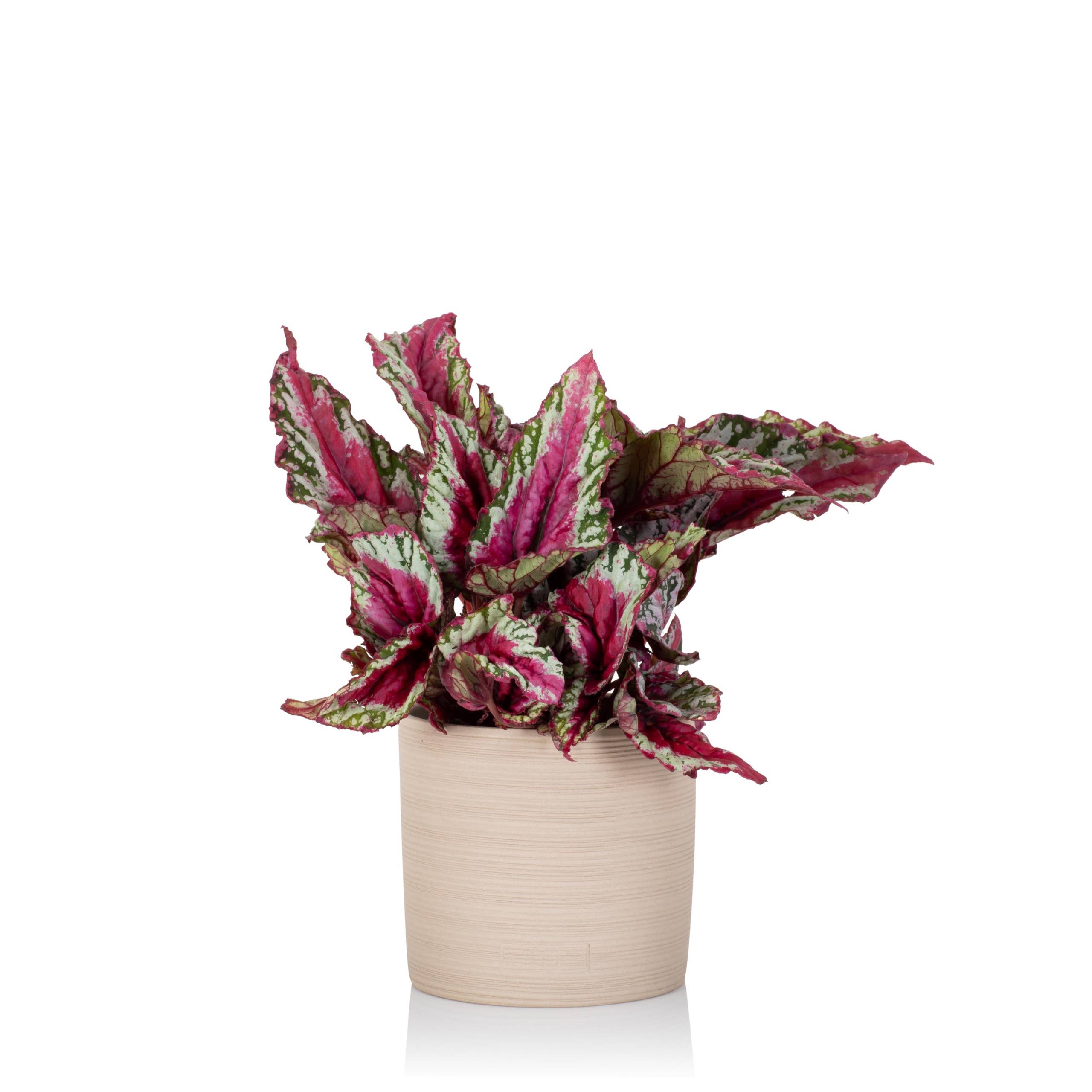 The Little Botanical - Wholesale Live Plant - Living Begonia Beleaf2